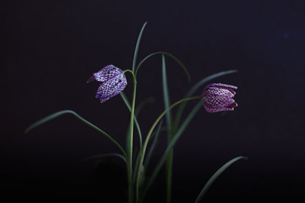 Kungsängslilja 45x30cm